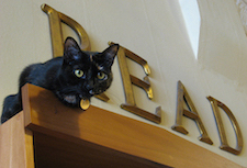 Trudy on shelf